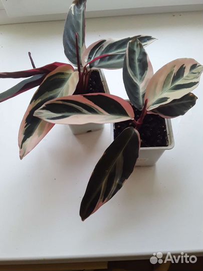 Строманта триколор