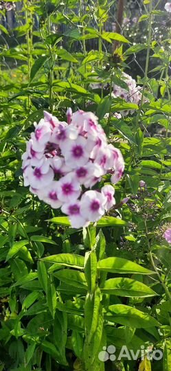 Флоксы метельчатые