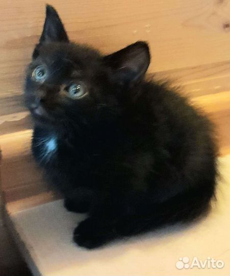 Котенок-черныш