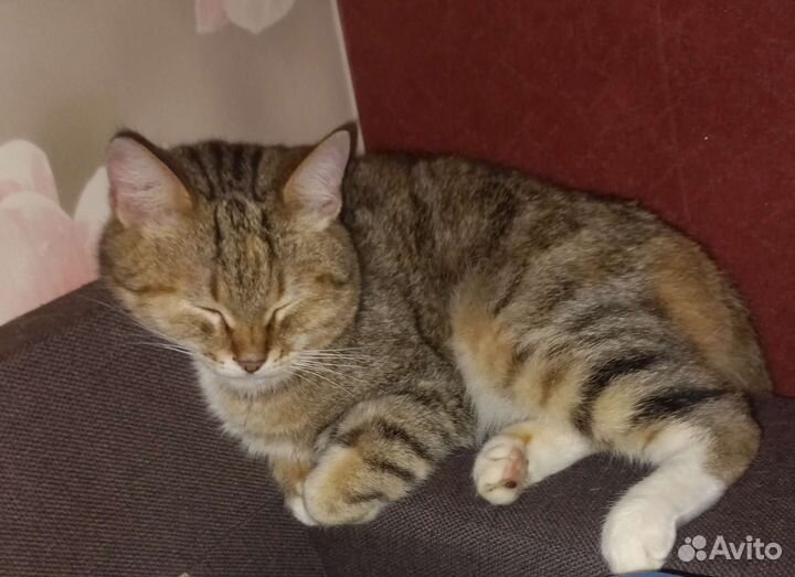 Передежка животных