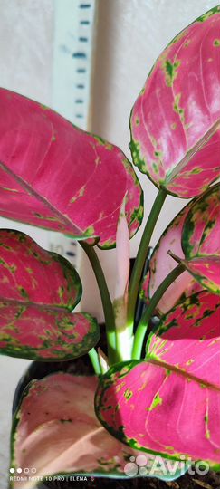 Аглаонема Ред