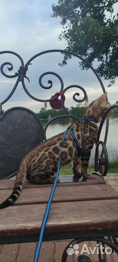 Котята от титулованных родителей