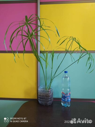 Циперус или пальма болотная