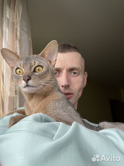 Абиссинский кот вязка