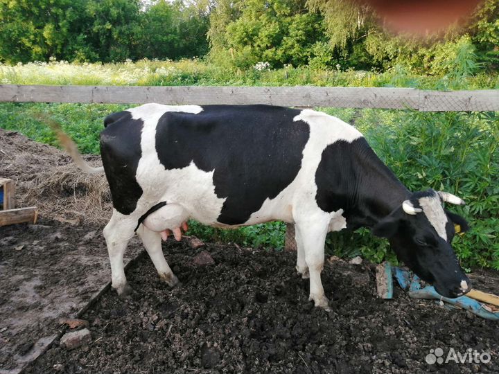 Корова дойная