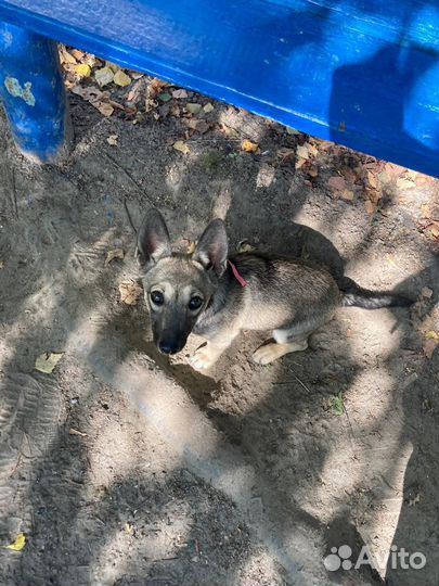 Собака в добрые руки