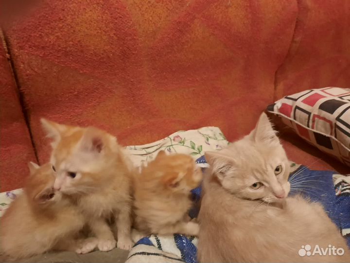 Отдам котят