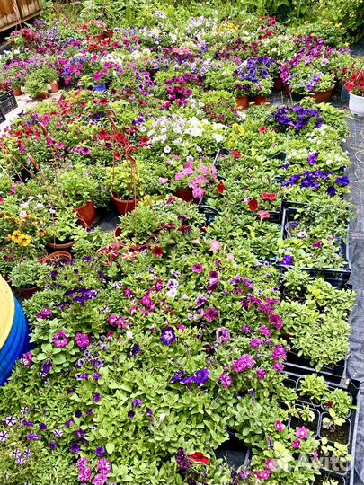 Вегетативка Доставка Петуния Сурфиния Алиссум