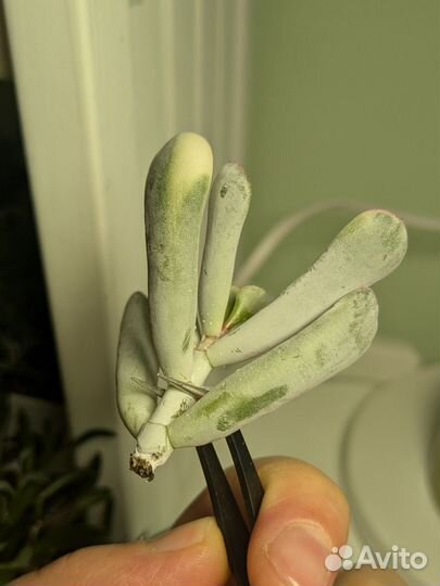 Cotyledon Orbiculata cv Oblonga variegata