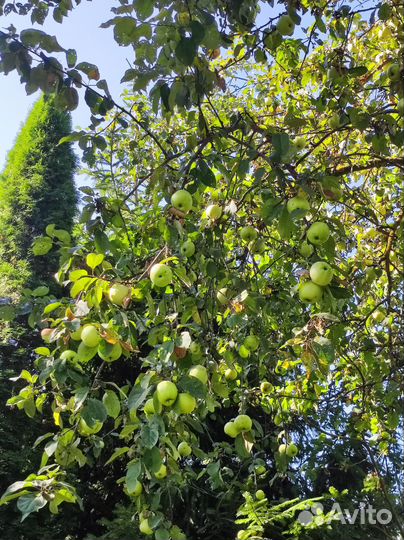 Яблоки антоновка оптом