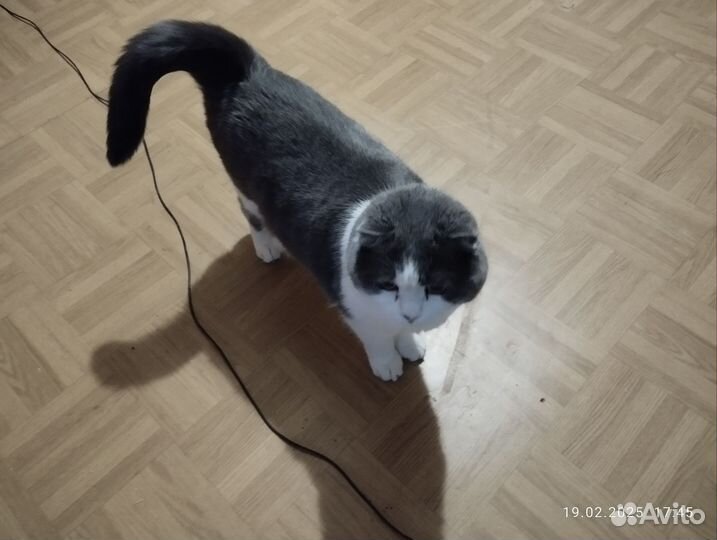 Кошечка в добрые руки