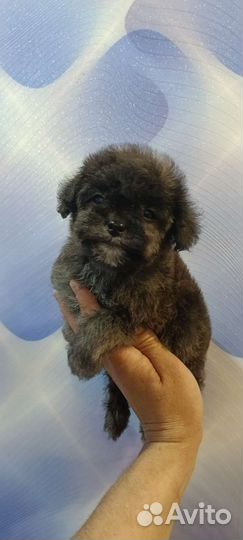 Пушон девочка