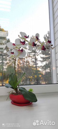 Орхидея ботаническая копия
