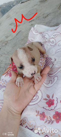 Щенки американского Стаффорда