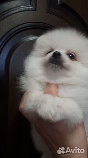 Белые малыши