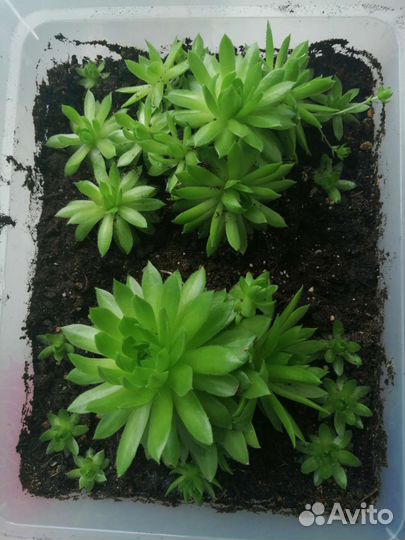 Суккуленты