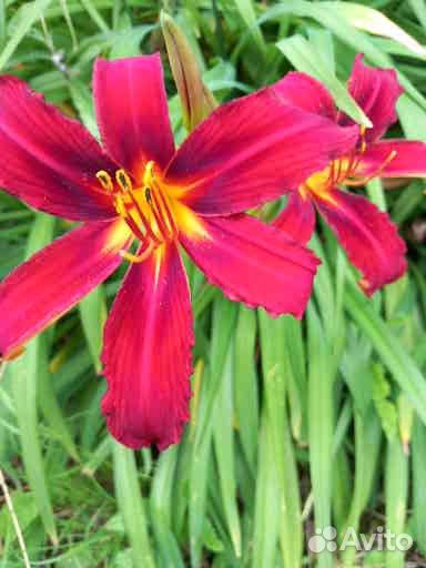 Лилейники сортовые