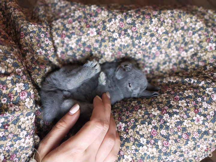 Карликовый кролик рекс