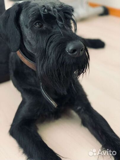 Ризеншнауцер Жора в ответственные руки