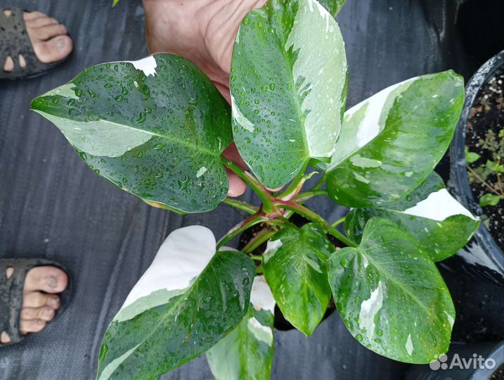 Алоказия, Филодендрон, Монстера,Сингониум,Банан