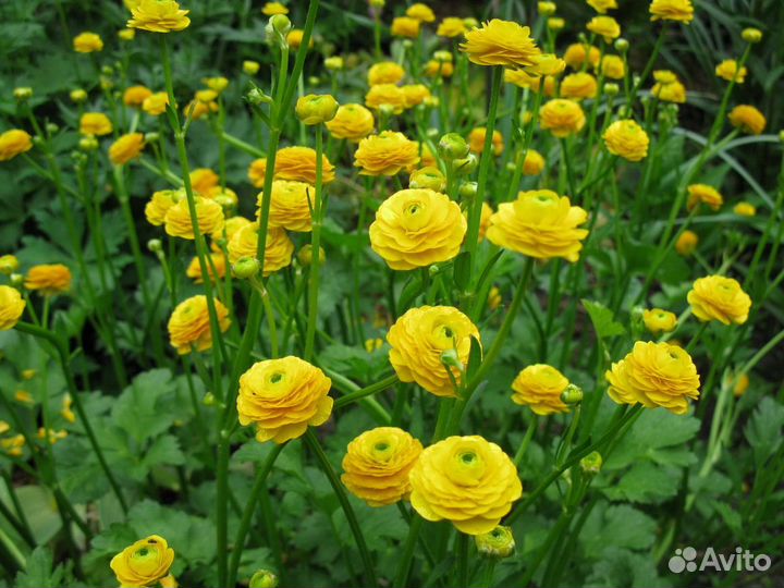 Белая сирень, декор. кустарники,девичий виноград