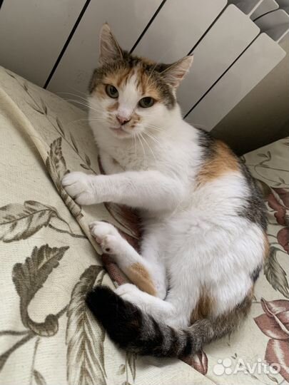 Кошечка в добрые ручки