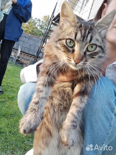 Котëнок