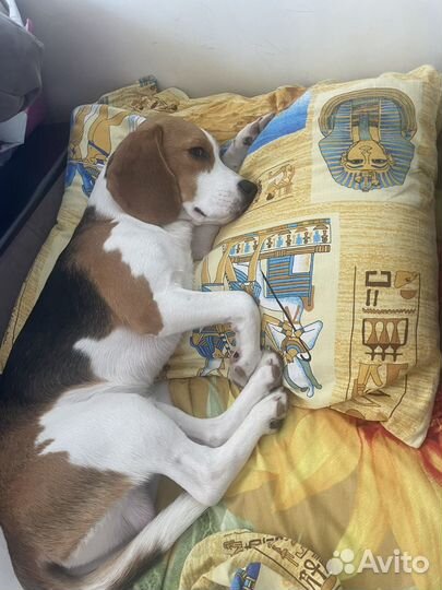 Вязка бигль