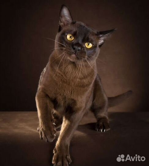 Вязка бурма кот Гранд Интер чемпион