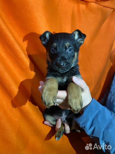 Отдам в добрые руки