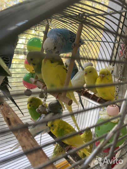 Волнистый попугай