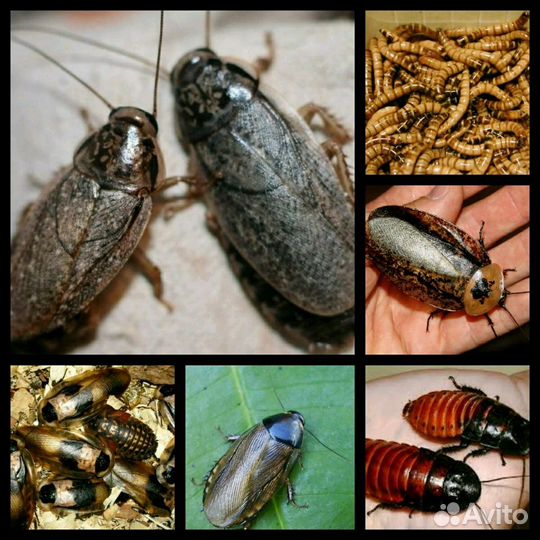 Корм для рептилий, амфибий, птиц, ежей, пауков