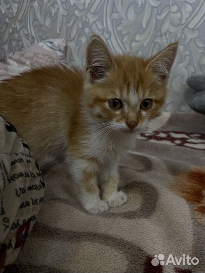 Котята в добрые руки бесплатно