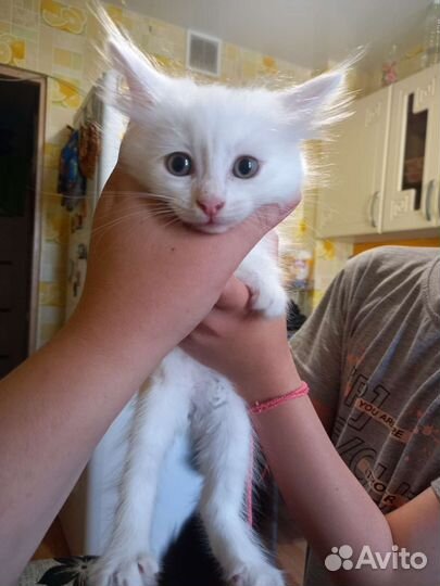 Котята в дар бесплатно