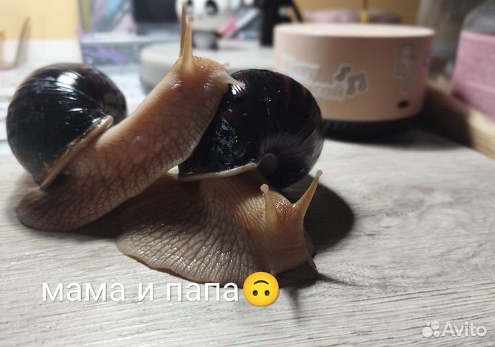 Улитки ахатины имикулята