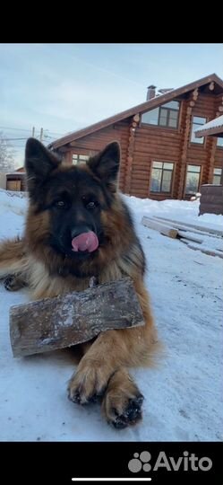 Немецкая овчарка (длинношерстный) вязка