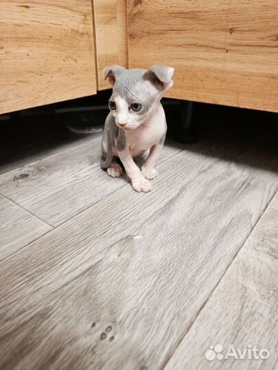 Канадский сфинкс котенок