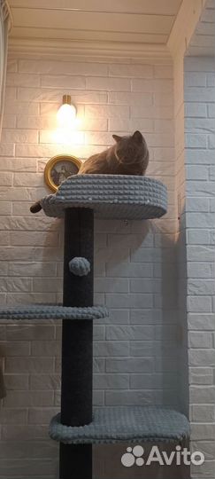 Когтеточка для кошек