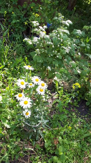 Дом 65,6 м² на участке 14,2 сот.