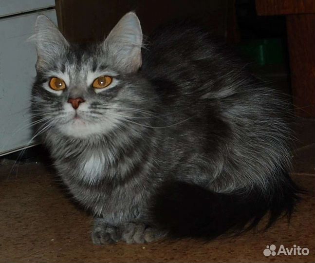 Кошка Красавица в добрые руки