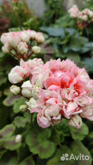 Пеларгония Эпплблоссум Экзотика