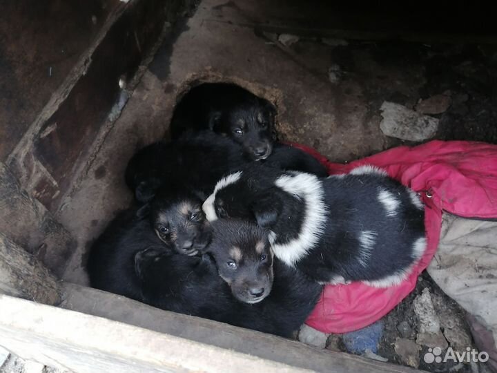 Черного окраса