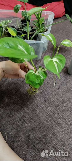 Сциндапсус марбл apple