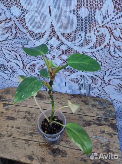 Филодендроны White princess, Wizard, Khnight