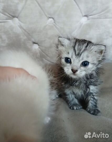 Котята мальчики в добрые руки
