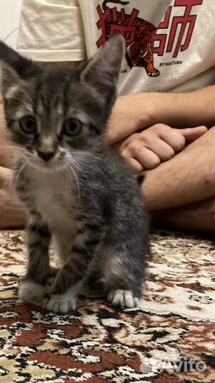 Котячий малыш