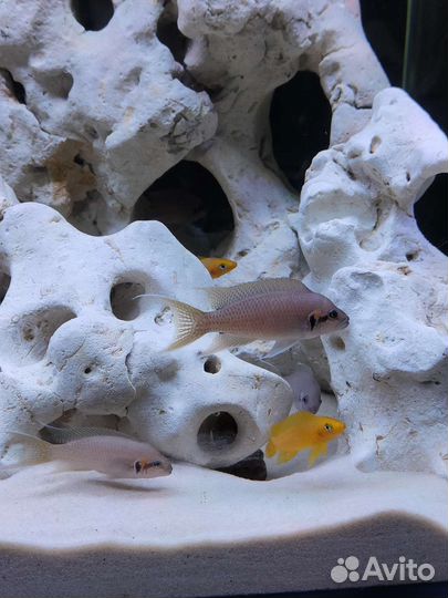 Танганика цихлиды, декор кенийский камень