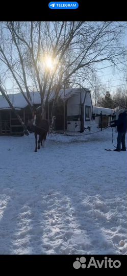 Продам лошадь