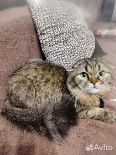 Кот на вязку