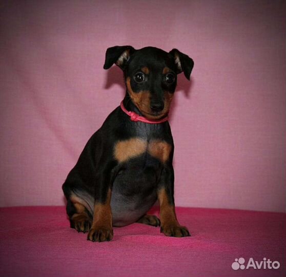 Цвергпинчер